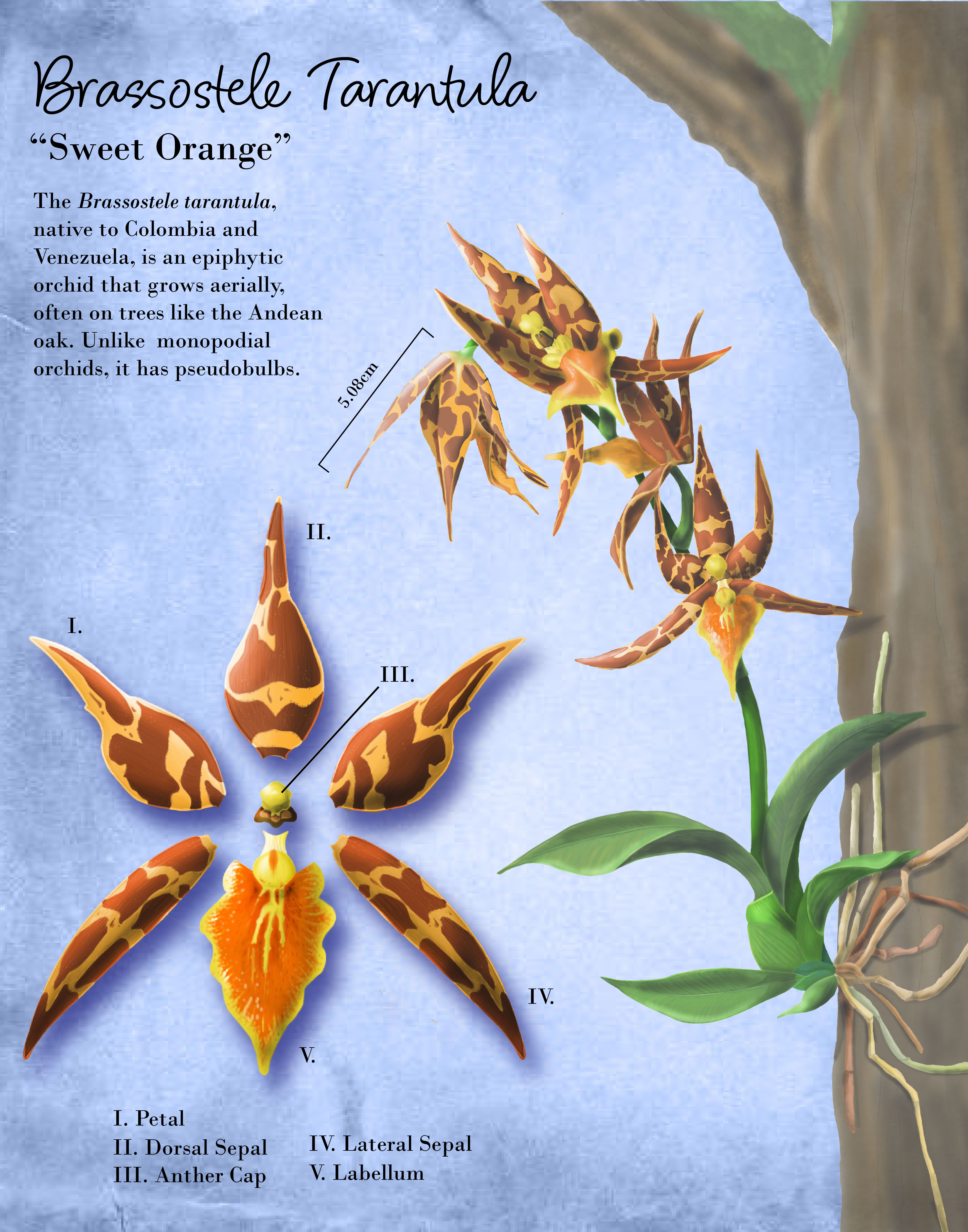 Brassotele Tarantula